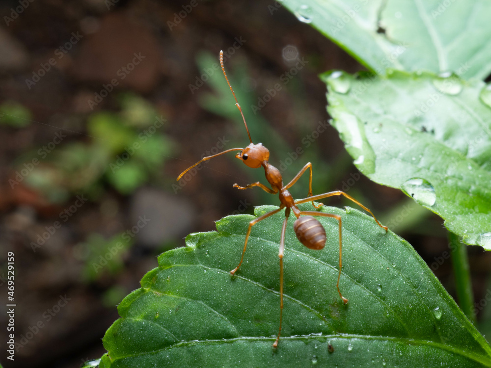 Fototapeta premium Close up shoot of red ants on a leaf