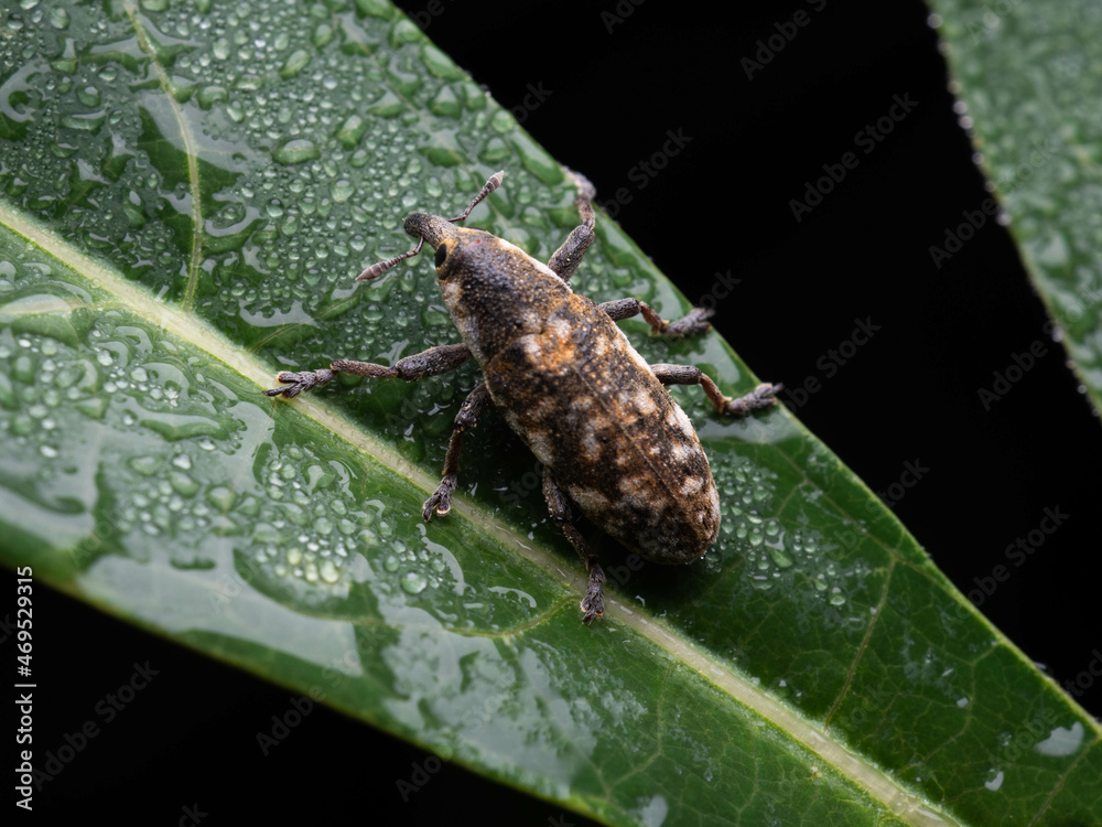 Close up shoot of Weevils beetles
