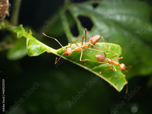 Close up shoot of red ants on a leaf © ijp2726