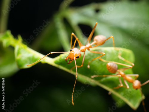 Close up shoot of red ants on a leaf