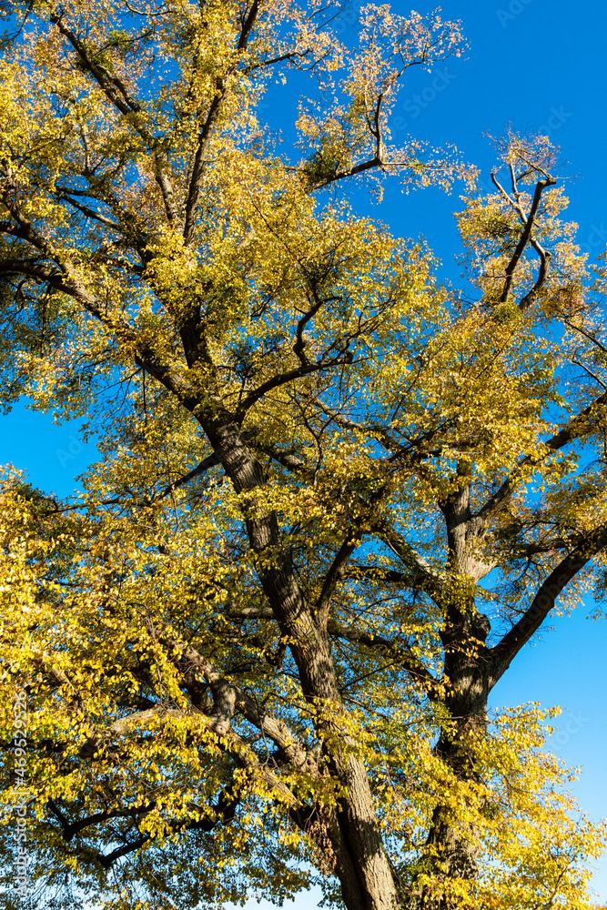 Linde mit Herbstlaub auf dem Württemberg in Stuttgart Linde mit Herbstlaub auf dem Württemberg in Stuttgart