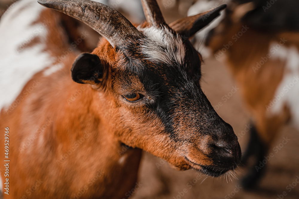 Portrait of a black goat on a farm Portrait of a black goat on a farm