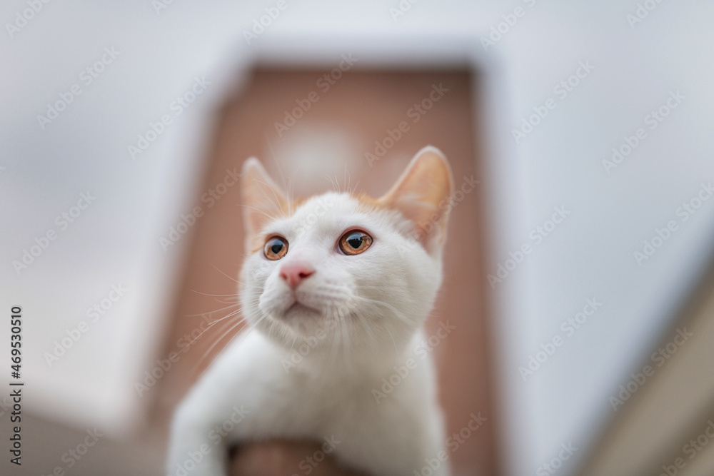Beautiful cute kitten on the outstretched hand of a man, close-up.