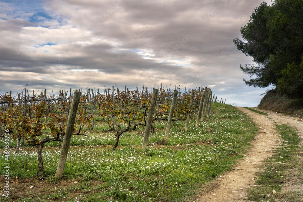 Wine landscape in the Subirats region in Penedes in Barcelona province in Catalonia Spain