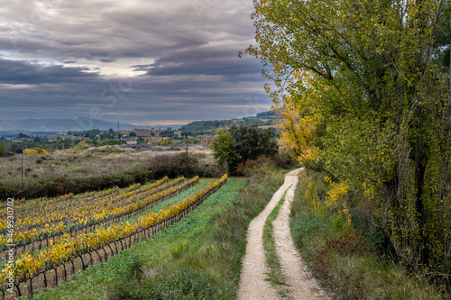 Wine landscape in the Subirats region in Penedes in Barcelona province in Catalonia Spain photo