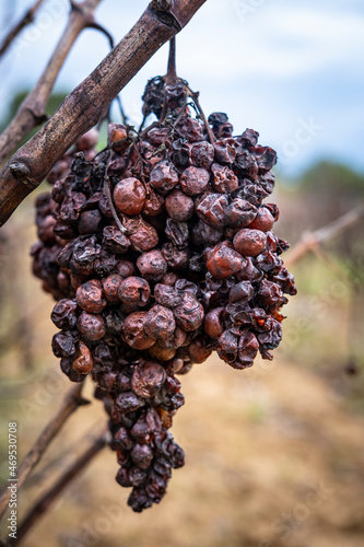 Wine landscape in the Subirats region in Penedes in Barcelona province in Catalonia Spain photo