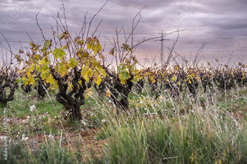 Wine landscape in the Subirats region in Penedes in Barcelona province in Catalonia Spain photo