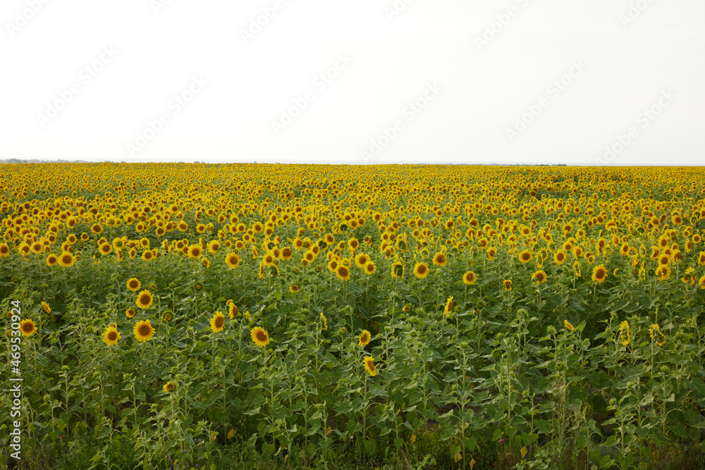bright sunflower field Agricultural field harvest season