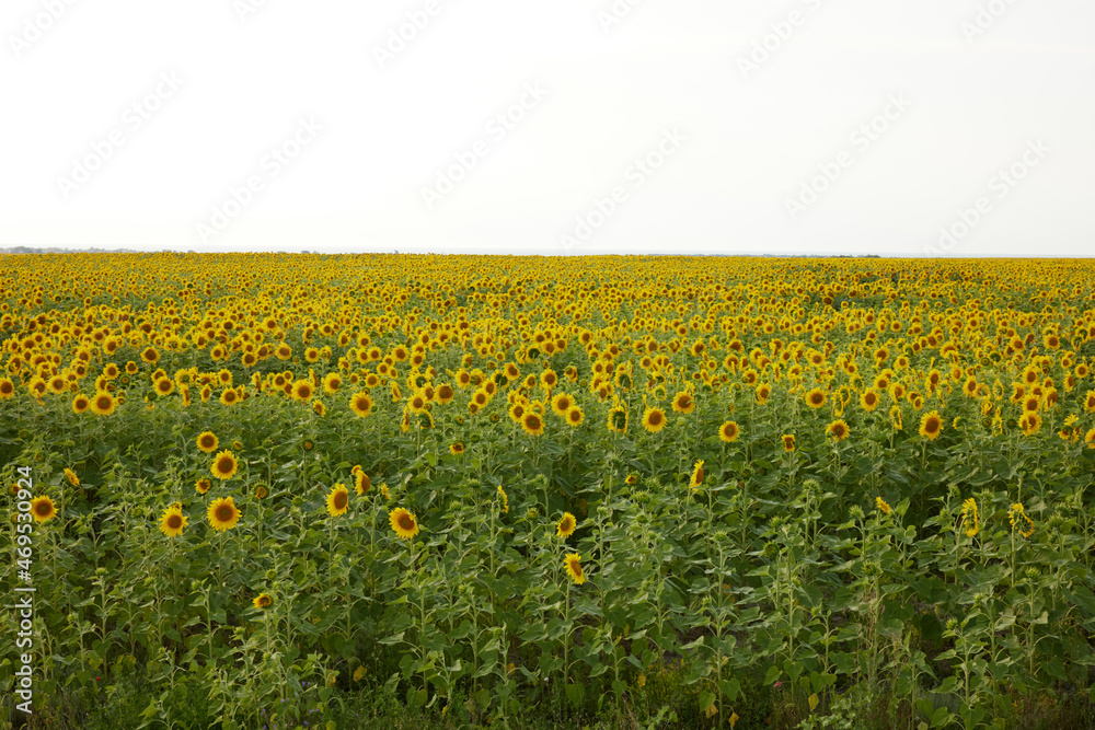 bright sunflower field Agricultural field harvest season bright sunflower field Agricultural field harvest season