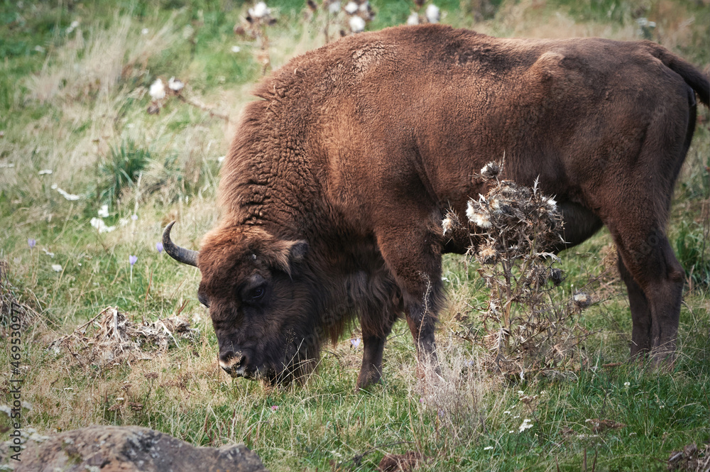 Large brown wild bison grazing in nature Large brown wild bison grazing in nature