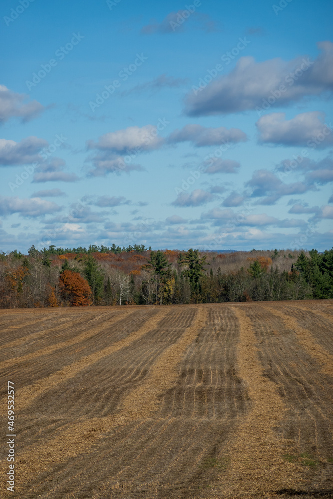 Fototapeta premium A rural roadside at harvest time with puffy white clouds. Shot in the farm country of the Ottawa Valley (Ontario, Canada) in early November.