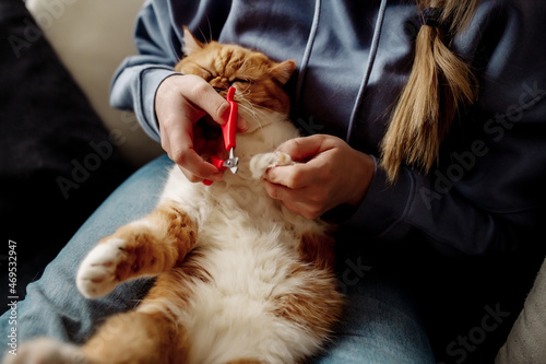 woman cuts her claws with a nail clipper to her fluffy baby cat