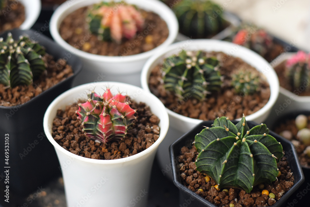Soft focus Group of cactus in the pot. Succulents. Potted small house plants, home interior. Soft focus Group of cactus in the pot. Succulents. Potted small house plants, home interior.