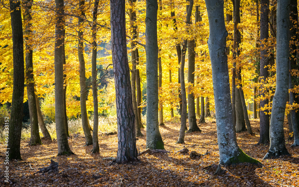 Fototapeta premium Warm autumn landscape - beautiful forest with the sun rays and golden trees