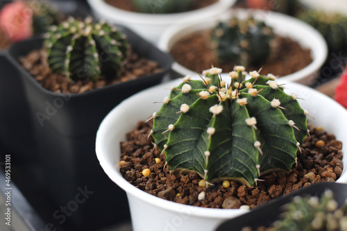 Soft focus Group of​ cactus​ in​ the​ pot.​ Succulents. Potted small house plants, home interior.