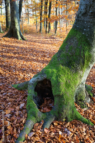 tree trunk with moss in autumn forest