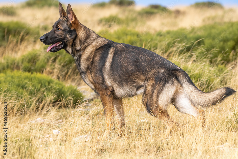 German Shepherd standing on grassy ground in countryside German Shepherd standing on grassy ground in countryside
