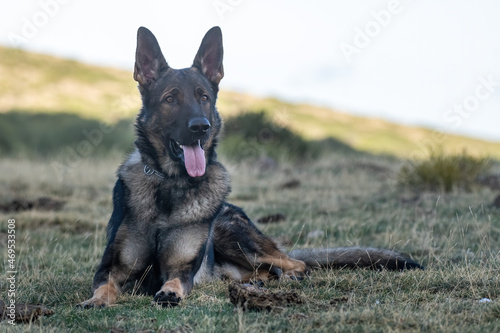 German Shepherd sitting on grassy ground in countryside