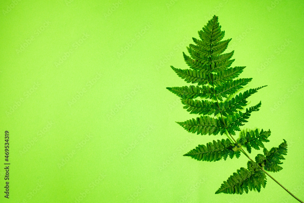 Leaf of a fern on a green background.copy space
