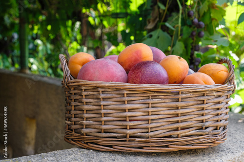 Wicker basket with fruit in the home garden. Peaches  apricots  nectarines. Rural still life.