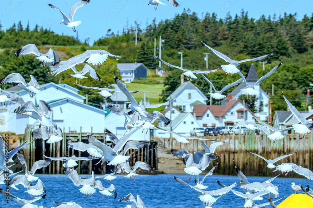 seagulls in a port village