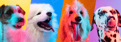 Photography Collage of happy and delightful purebred dogs isolated over multicolored background