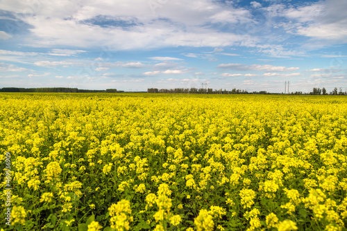 Canvas Print Agricultural field and mustard flowers