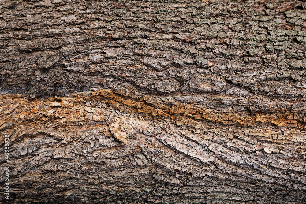 Background, embossed texture of the bark of a tree. Background, embossed texture of the bark of a tree.