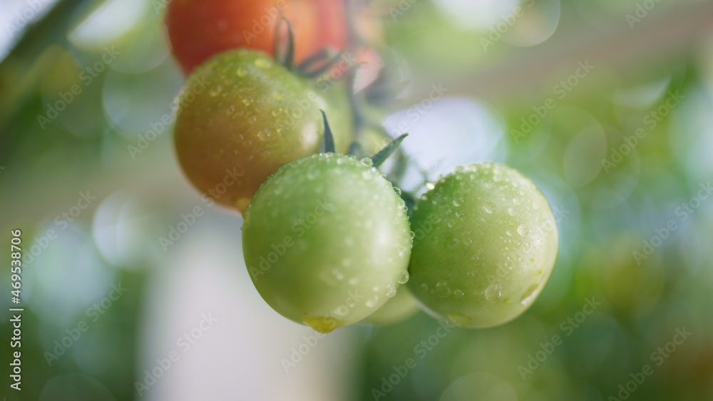 Wet green red tomato hanging stem bush closeup. Macro appetite meal concept. Wet green red tomato hanging stem bush closeup. Macro appetite meal concept.