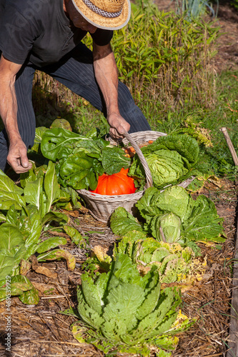 Au potager - Jardinier avec son panier de récolte cueillant des légumes d'automne : choux chinois, citrouille, poirée