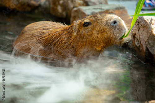 Farm, cute, capybara, bath