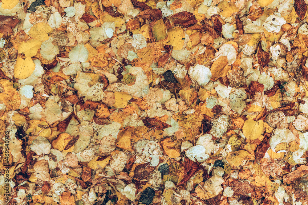 Top view of dry autumn leaves on the ground as fall season background Top view of dry autumn leaves on the ground as fall season background