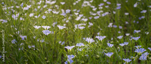 Sky-blue flax flowers grow in a huge field. Raw materials for the textile industry.