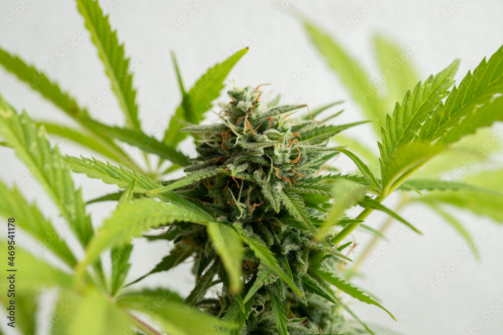 Cannabis buds close-up on a light background. A mature marijuana bush Cannabis buds close-up on a light background. A mature marijuana bush