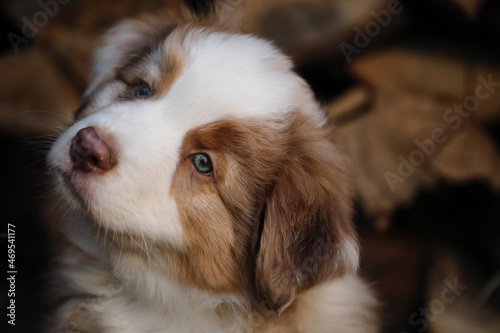 Fototapeta Naklejka Na Ścianę i Meble -  Portrait of charming Australian Shepherd puppy against background of chopped logs in village. Aussie red merle little and cute. Thoroughbred young dog.