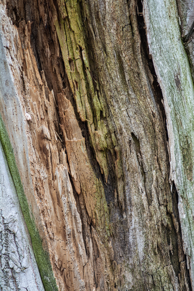 Dry old texture of a wrecked tree trunk for background
Dry old texture of a wrecked tree trunk for background