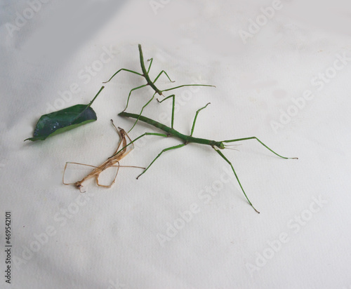 Stick insects on a light background abd skin after molting. Candid. photo