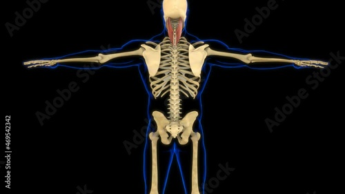 Splenius Capitus Muscle Anatomy For Medical Concept 3D amination photo