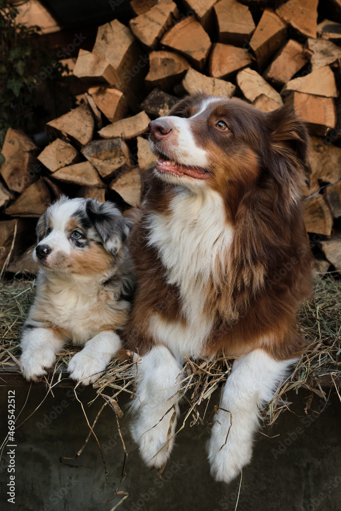 Litter of Australian Shepherd puppies. To raise dogs in village in