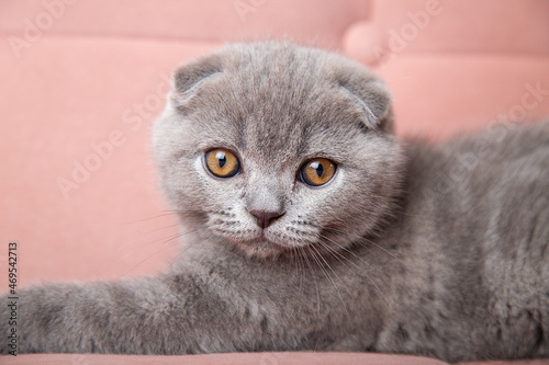 adorable fluffy small grey domestic Kitty lying on pink soft sofa at home. cute fold scottish cat. pets banner