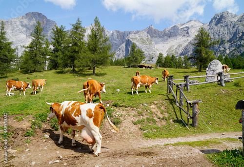 cows grazing in the alpine valley surrounded by the Austrian Alps of the Schladming-Dachstein region on a sunny and hot day in summer (Steiermark or Styria, Schladming, Austria)	 photo