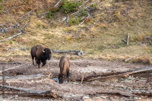 A buffalo herd grazing in the Yellowstone National Park