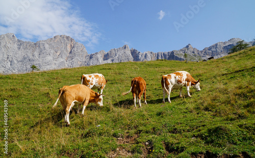 cows grazing in the Austrian Alps of the Dachstein region (Styria in Austria)  © Julia