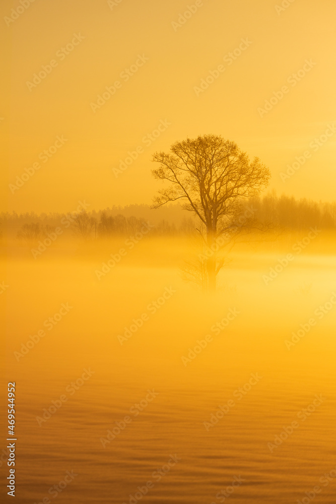 Fototapeta premium Misty morning in a sunny winter forest