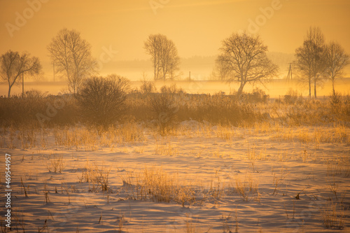 Misty morning in a sunny winter forest