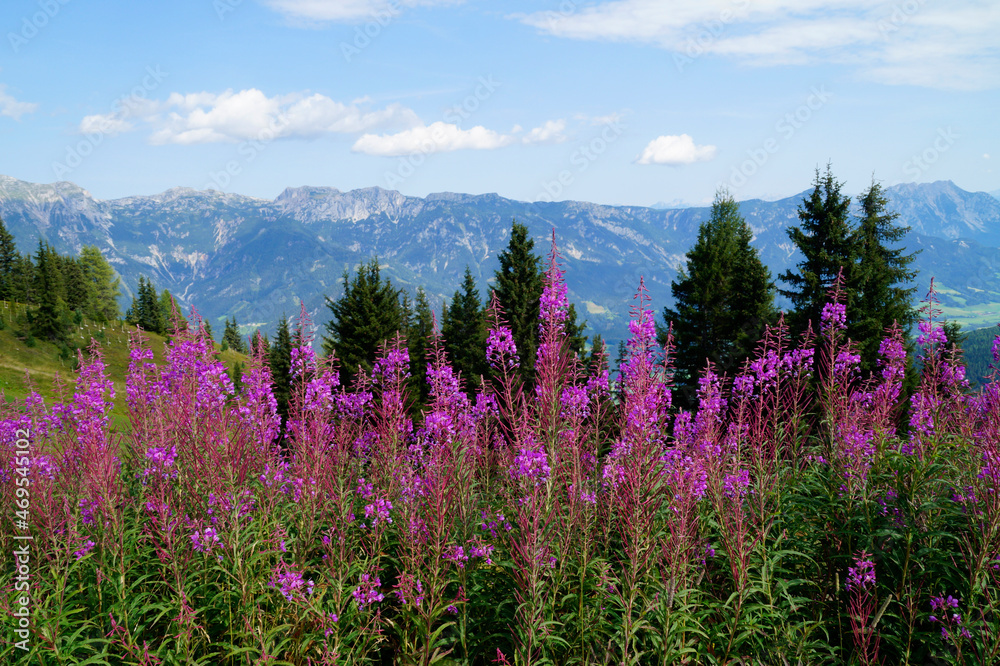 a beautiful alpine landscape with pink flowers in the Schladming-Dachstein region in Austria (Styria, Austria)	