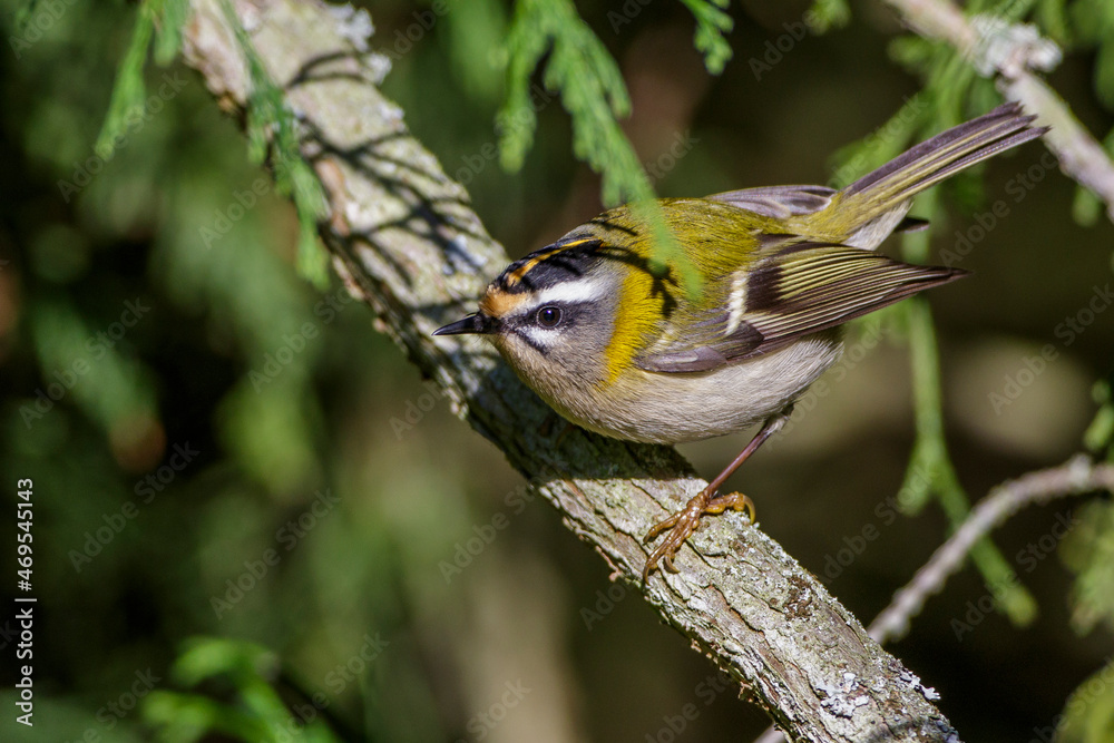 Sommergoldhähnchen (Regulus ignicapillus) Sommergoldhähnchen (Regulus ignicapillus)