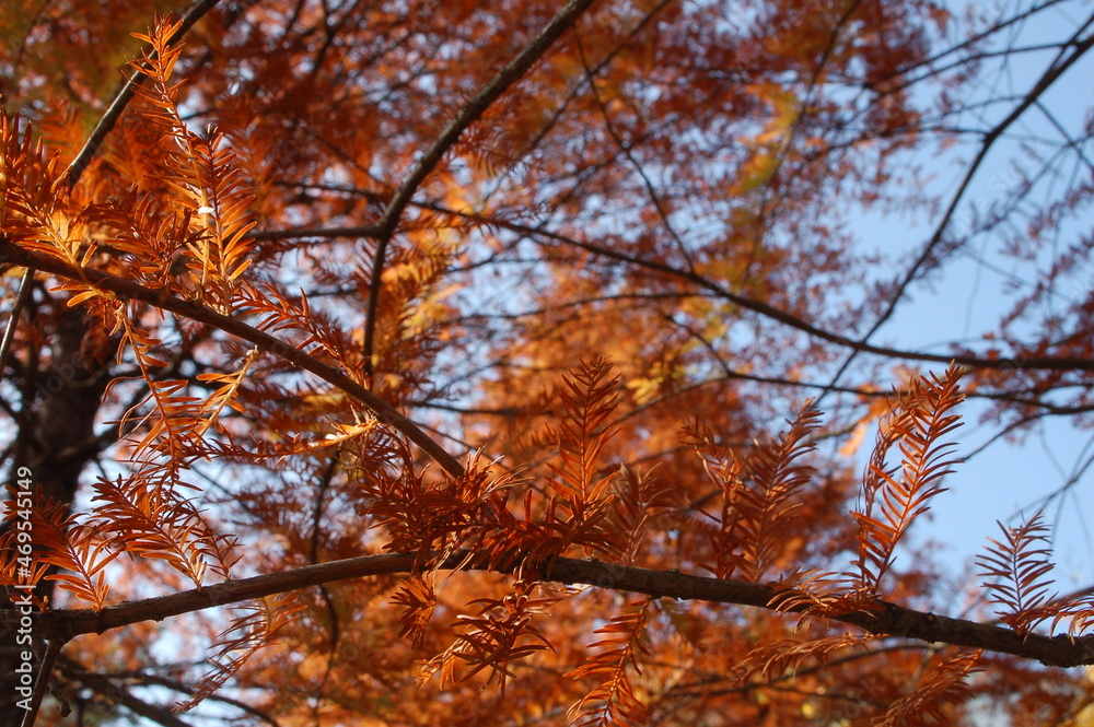 Ramas de hojas de color naranja durante una mañana de otoño Ramas de hojas de color naranja durante una mañana de otoño