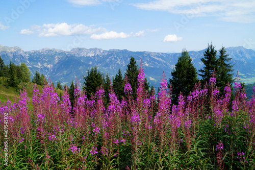 a beautiful alpine landscape with pink flowers in the Schladming-Dachstein region in Austria (Styria, Austria)  © Julia