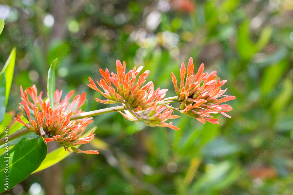 Orange Tarwood Tree, indigenous to South Africa Orange Tarwood Tree, indigenous to South Africa